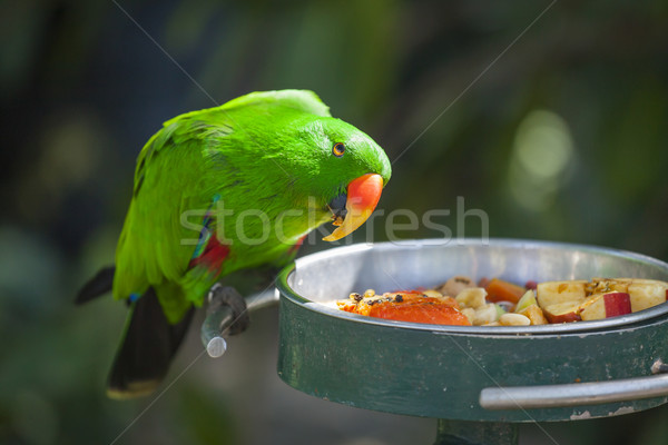 Férfi indonéz papagáj etetés zöld portré Stock fotó © feverpitch