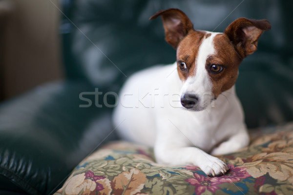 Jack russell terrier puppy portret kussen smal jonge Stockfoto © feverpitch