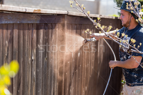 Professional Painter Spraying Yard Fence with Stain Stock photo © feverpitch