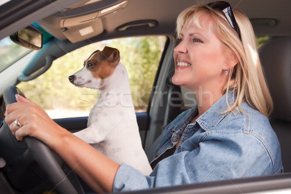 Jack Russell Terrier Enjoying a Car Ride Stock photo © feverpitch