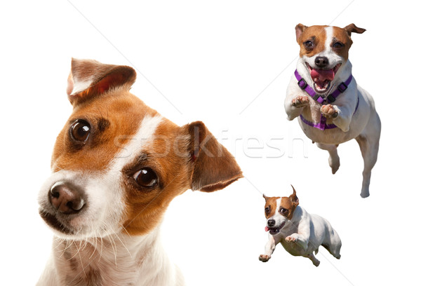 Drăguţ energic jack russell terrier câine set imagini Imagine de stoc © feverpitch