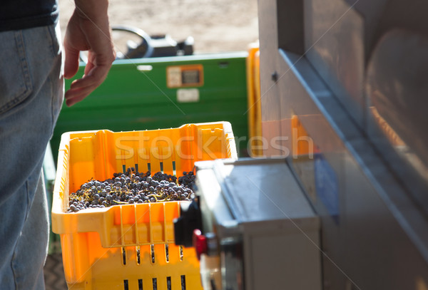 Vintner Standing Next To Crate of Freshly Picked Grapes Stock photo © feverpitch