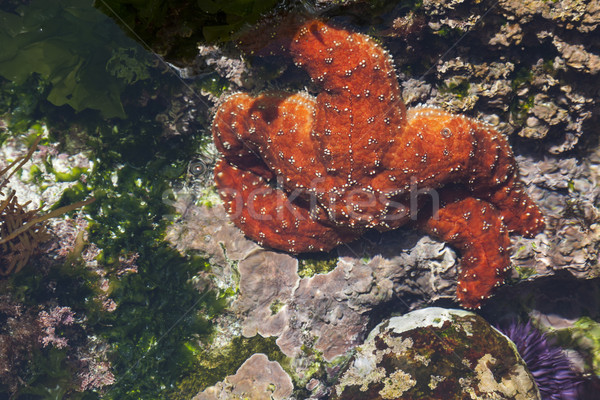 Beautiful Starfish in Shallow Tide Pool Stock photo © feverpitch