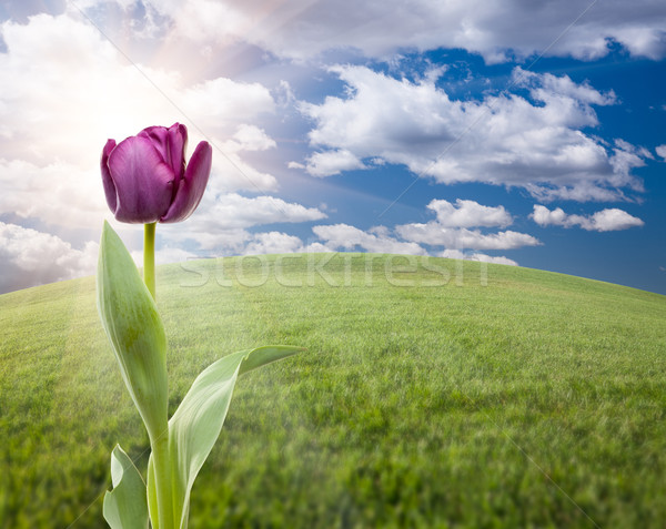 Paars tulp grasveld hemel mooie lege Stockfoto © feverpitch