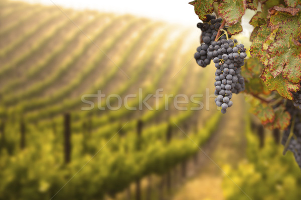 Zdjęcia stock: Piękna · bujny · winogron · winnicy · rano · mgły