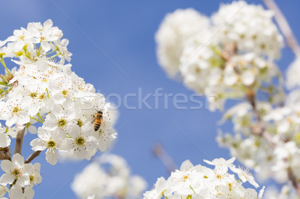 Méh aratás virágpor virágzó fa virág Stock fotó © feverpitch