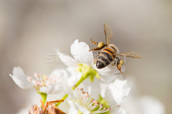Honeybee Harvesting Pollen From Blossoming Tree Buds. Stock photo © feverpitch