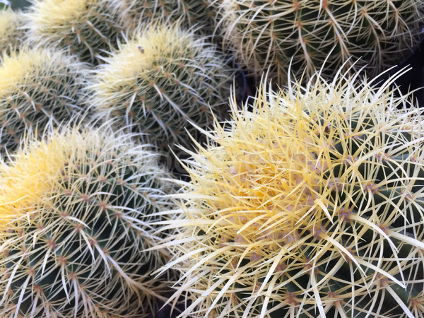 Backlit Cactus Succulent Variety at Local Market Stock photo © feverpitch