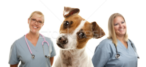Jack Russell Terrier hinter liebenswert isoliert weiß Frau Stock foto © feverpitch