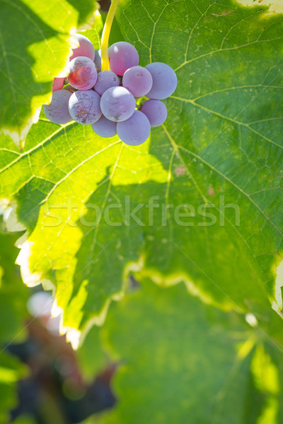 Winnicy bujny dojrzały wina winogron winorośli Zdjęcia stock © feverpitch