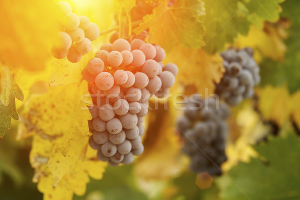 Lussureggiante rosso uva vigneto pomeriggio sole Foto d'archivio © feverpitch