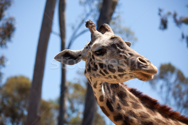 Close-up of Giraffe Head Stock photo © feverpitch