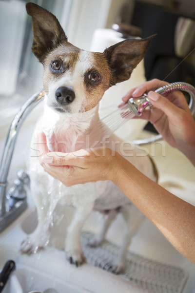 Aranyos jack russell terrier fürdőkád mosdókagyló mosogató otthon Stock fotó © feverpitch
