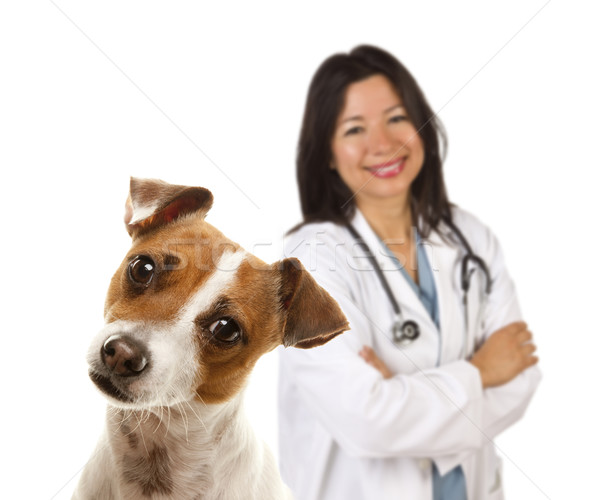 Jack russell terrier feminino veterinário atrás adorável isolado Foto stock © feverpitch