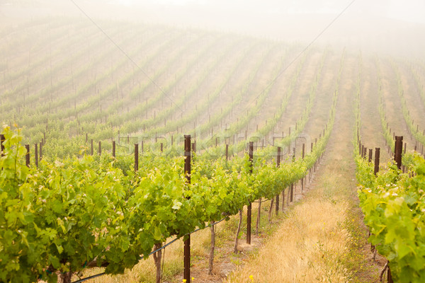 Mooie weelderig druif wijngaard ochtend mist Stockfoto © feverpitch