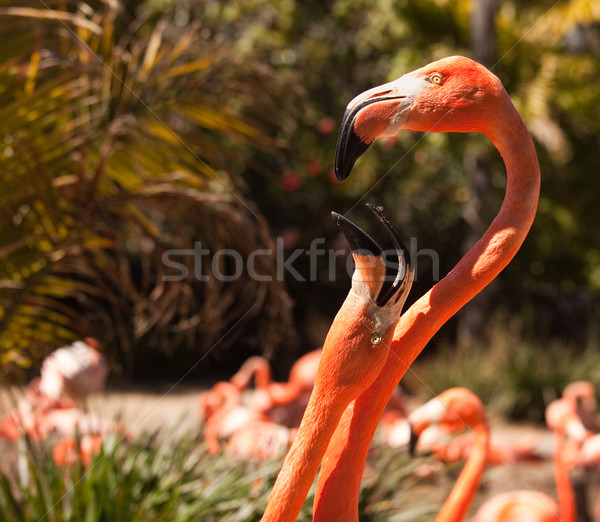 Beautiful Flamingos Mating Ritual Stock photo © feverpitch