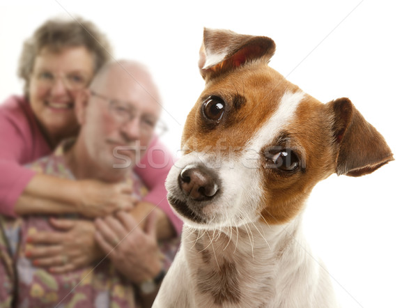 Adorável jack russell terrier casal de idosos atrás isolado branco Foto stock © feverpitch