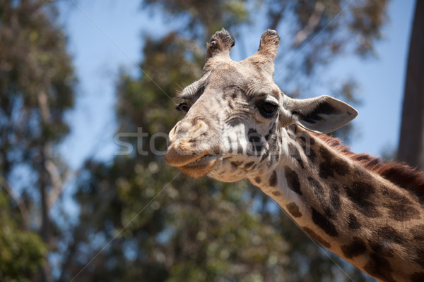 Close-up of Giraffe Head Stock photo © feverpitch