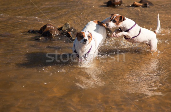 Foto stock: Jack · russell · terrier · cães · jogar · água · dois