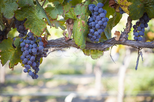 Weelderig rijp wijn druiven wijnstok wijngaard Stockfoto © feverpitch