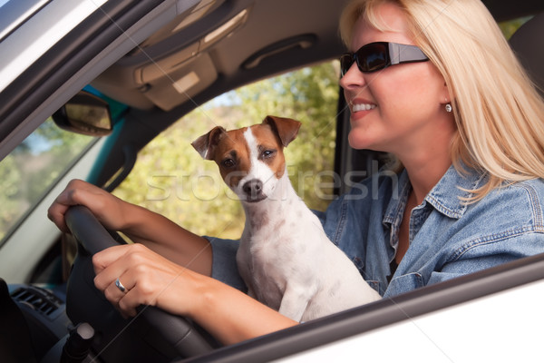 Jack Russell Terrier genießen Auto Hund weiblichen Urlaub Stock foto © feverpitch