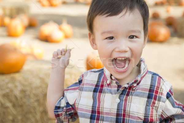 Métis citrouille cute [[stock_photo]] © feverpitch