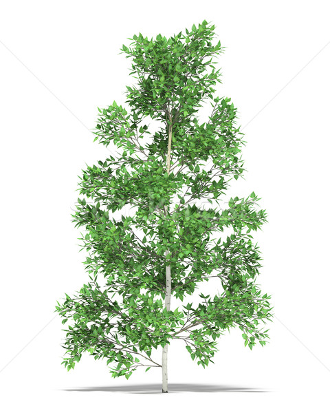 Stok fotoğraf: Huş · ağacı · bir · beyaz · 3D · görüntü