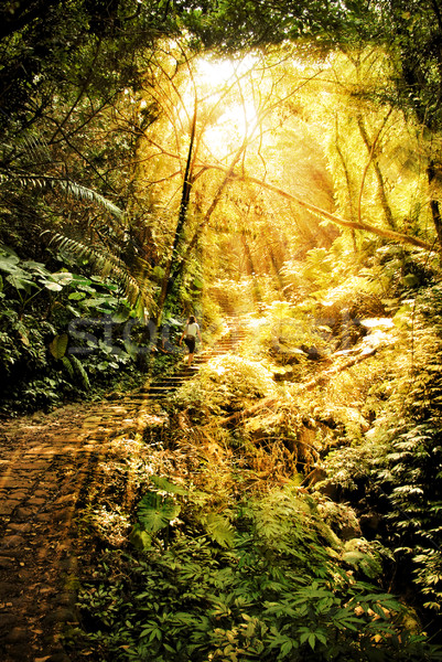 ancient jungle path Stock photo © filmstroem