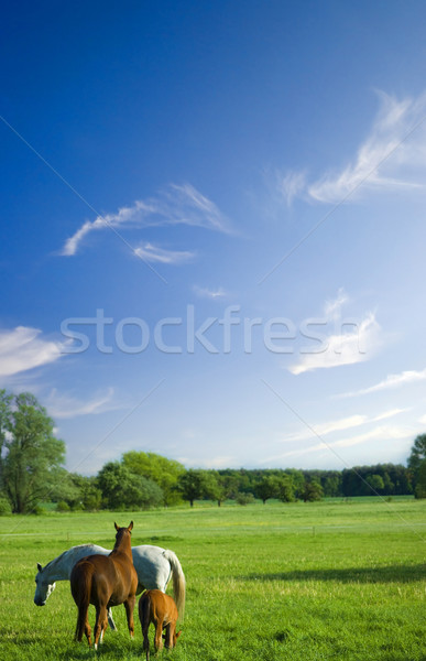 Manzara atlar güzel mavi gökyüzü at aile Stok fotoğraf © filmstroem