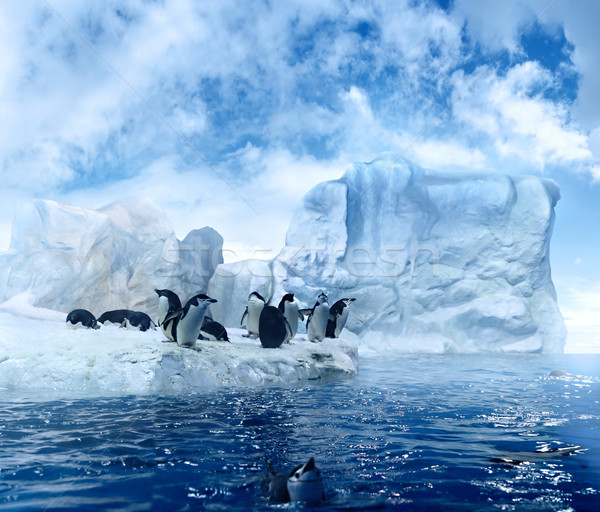 Penguins on ice floe Stock photo © filmstroem