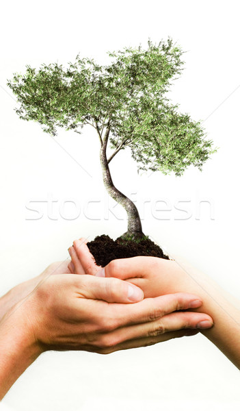 Hands holding tree Stock photo © filmstroem