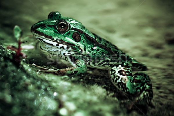 Kurbağa portre yeşil gölet havuz Stok fotoğraf © filmstroem