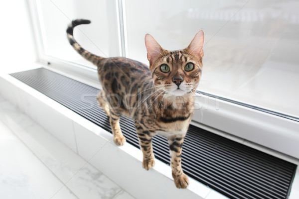 面白い 猫 ルーム 小さな 緑の目 白 ストックフォト © fiphoto