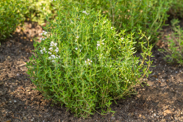 Blooming Common Thyme (Thymus vulgaris) Stock photo © fisfra