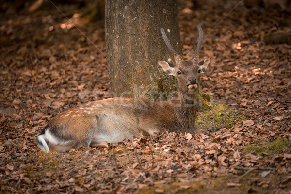 Lying Fallow Deer at autumn time, Germany Stock photo © fisfra