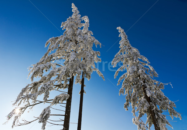 Three snow-capped fir trees in Black Forest, Kaltenbronn, Germany Stock photo © fisfra