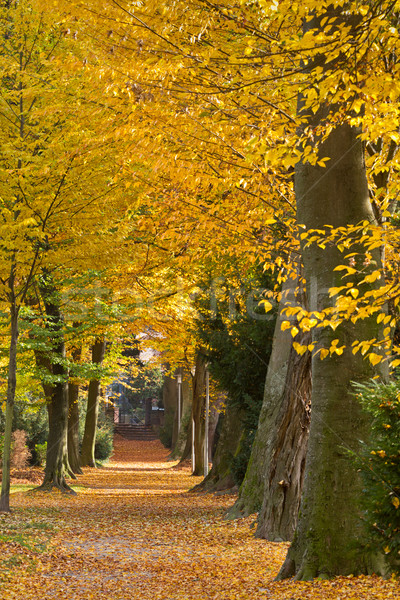 商業照片: 公園 · 秋天 · 德國 · 景觀 · 背景 ·樹