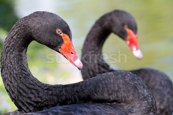 Two Black Swans (lat. Cygnus atratus) Stock photo © fisfra