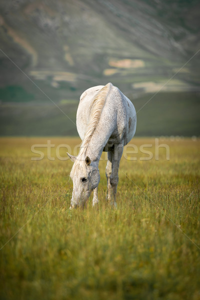 Stock photo: Grazing white horse at Piano Grande, Umbria, Italy
