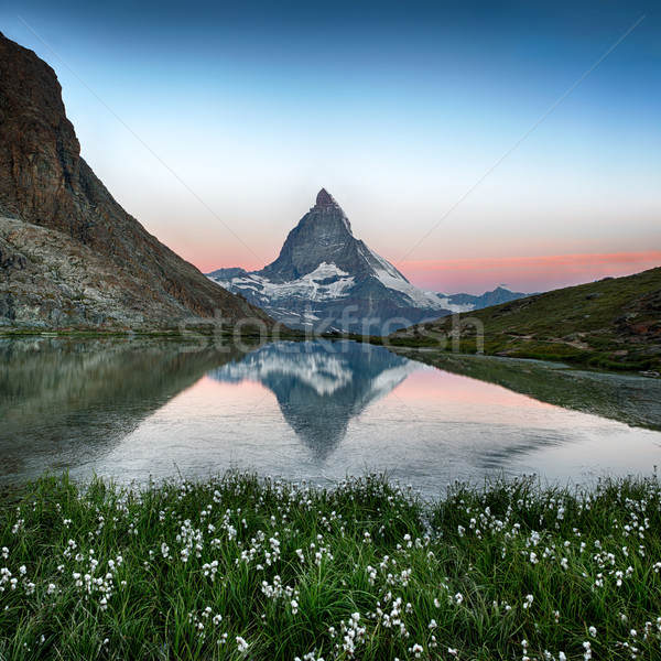 Reflexão flores alpes Suíça neve verde Foto stock © fisfra