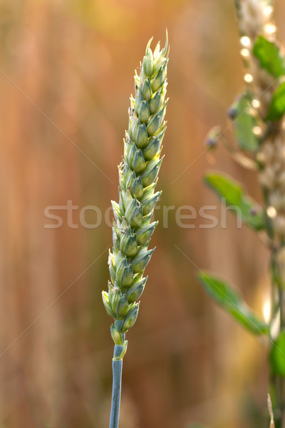 Unripe spike of wheat (lat. triticum) Stock photo © fisfra