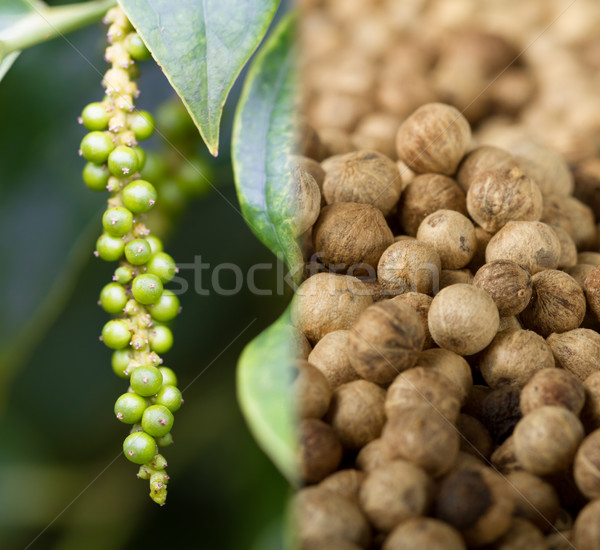 Collage of unripe pepper fruit (lat. Piper nigrum), and ripe pepper Stock photo © fisfra