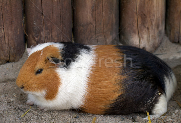 Guinea pig (lat. Cavia apera f. porcellus) Stock photo © fisfra