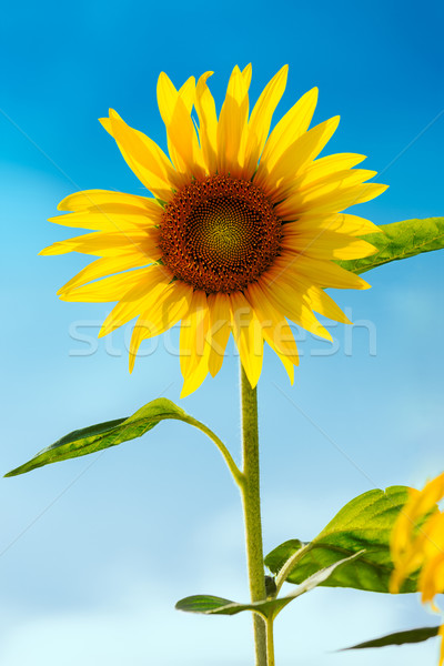 Sunflower (lat. Helianthus) with blue sky, Germany Stock photo © fisfra