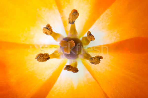 Close-up of a Sun Star (lat. Ornithogalum Dubium) with pistil and petals Stock photo © fisfra