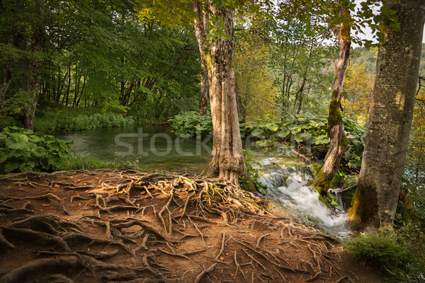 лес парка Хорватия природы зеленый водопада Сток-фото © fisfra