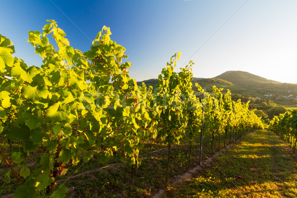 Vineyard in Pfalz with hills and blue skies, Germany Stock photo © fisfra