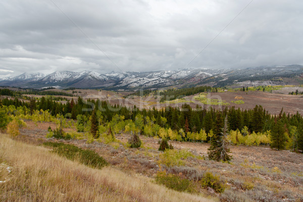 Colorful needle trees in Wyoming with snow-capped mountains Stock photo © fisfra