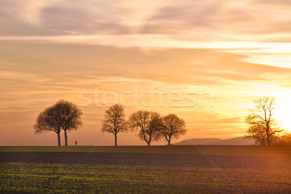 Trees at sunset with walker, Pfalz, Germany Stock photo © fisfra