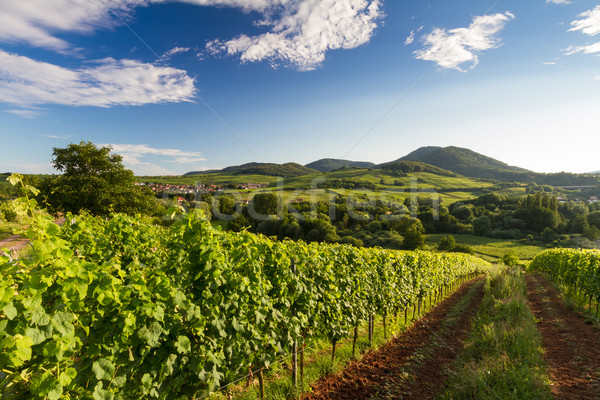 Vineyard and hilly landscape in Pfalz, Germany Stock photo © fisfra